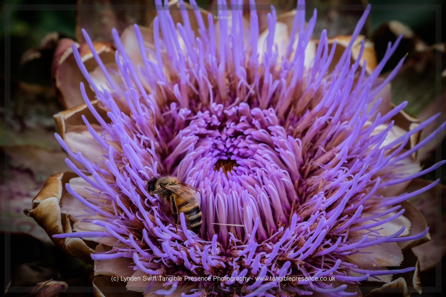  Artichoke flower 