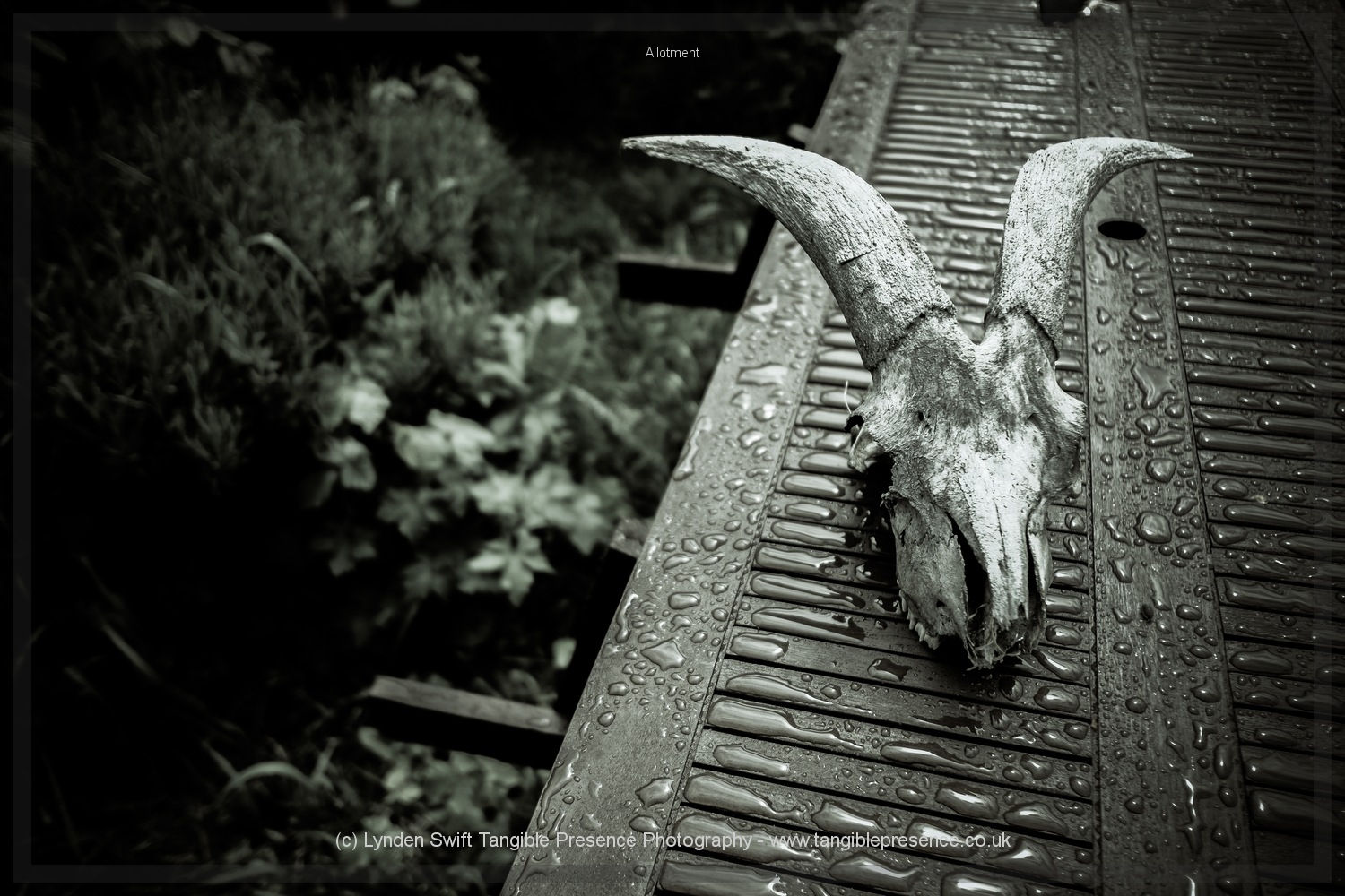  Random allotment objects 