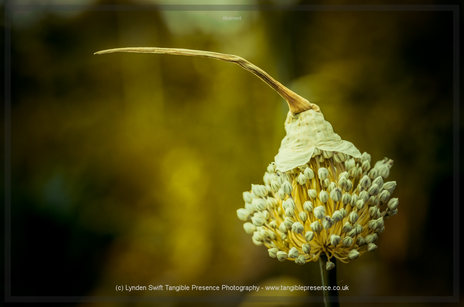  Leek flower with hat 