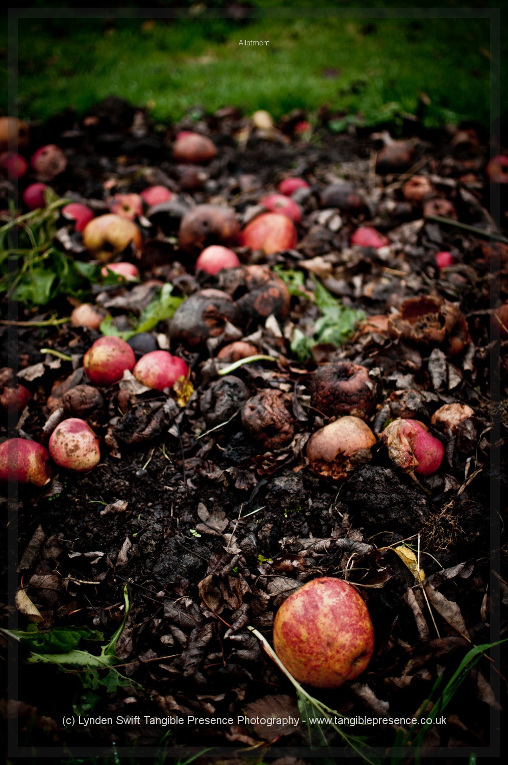  Autumn apples 