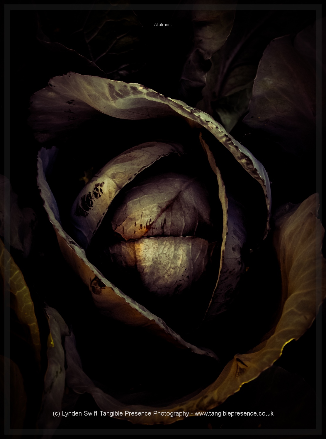  The folds of the Red Cabbage 