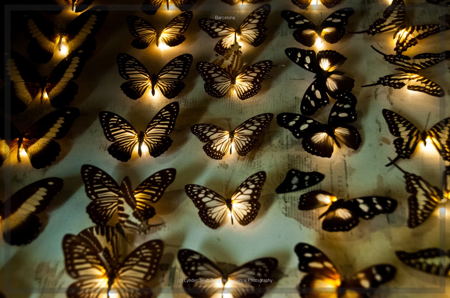  Butterflies in shop window display  | Tangible Presence | Photography by Lynden Swift 