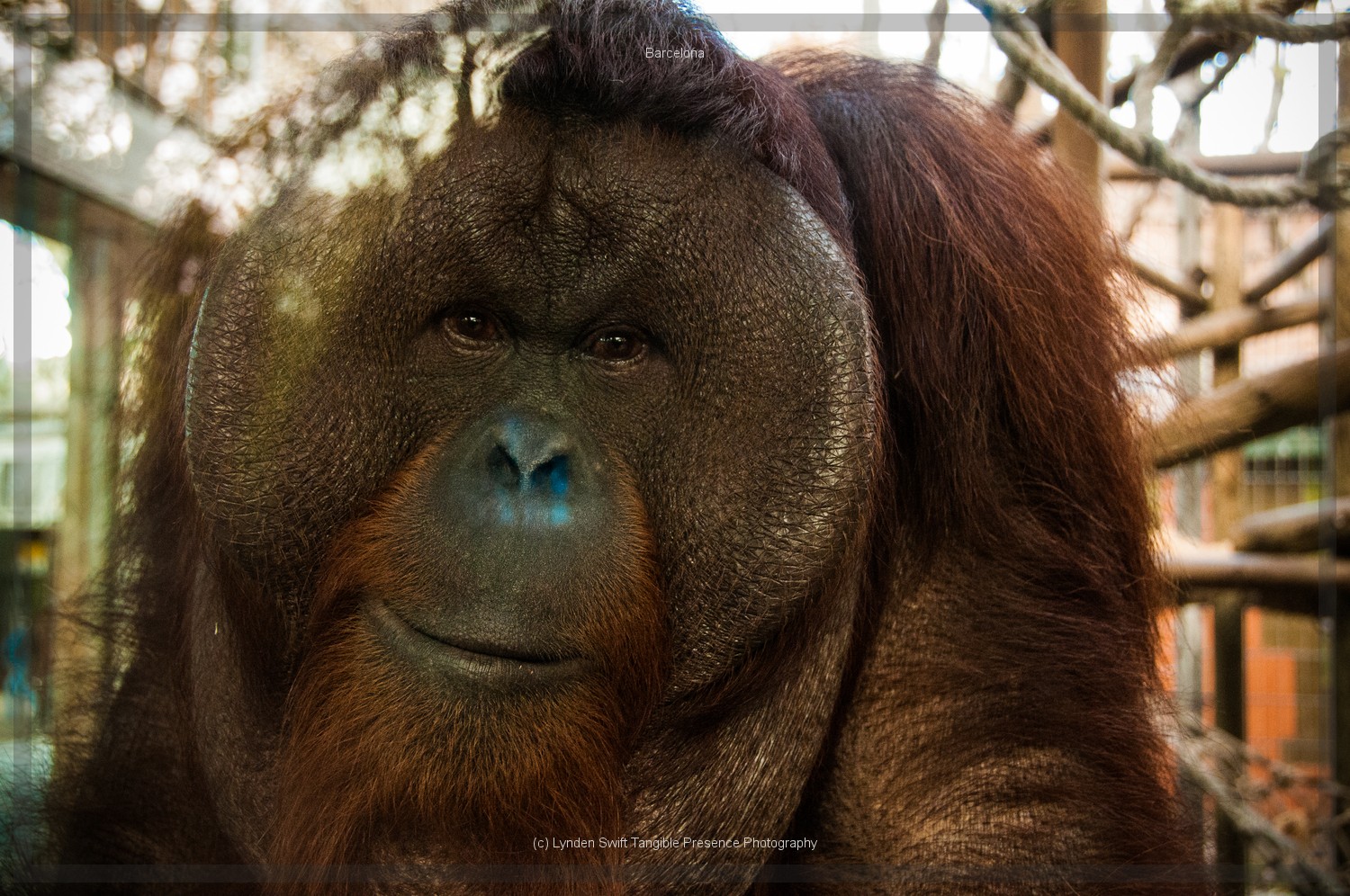  Organgutan. Barcelona Zoo | Tangible Presence | Photography by Lynden Swift 
