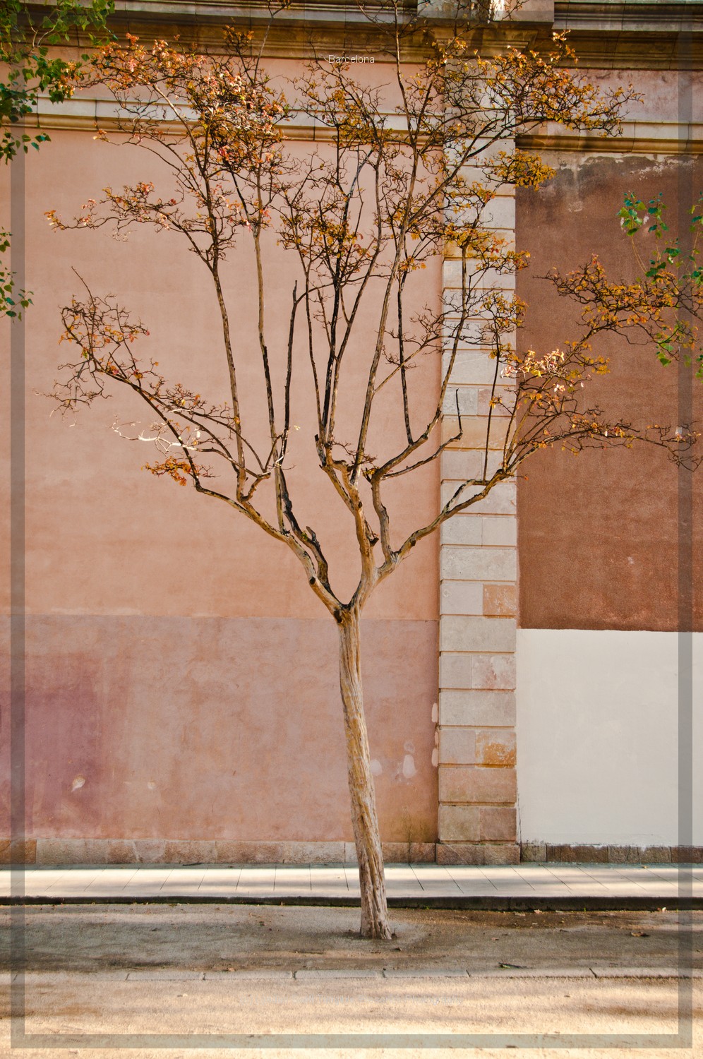  Street Tree | Tangible Presence | Photography by Lynden Swift 