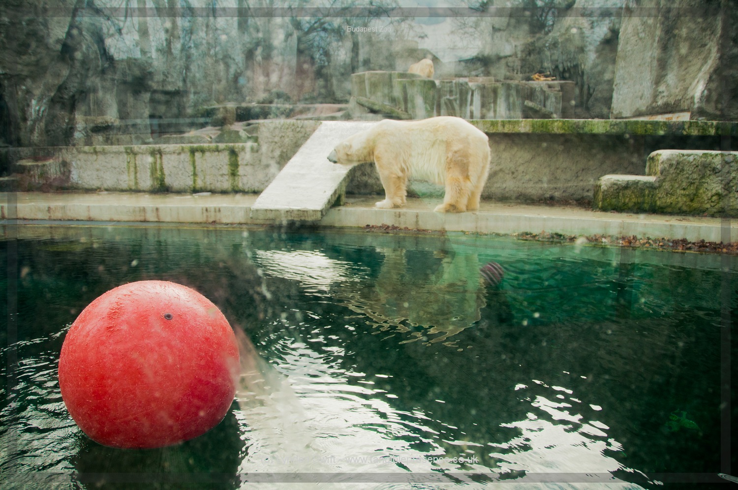  Budapest Zoo | Tangible Presence | Photography by Lynden Swift 