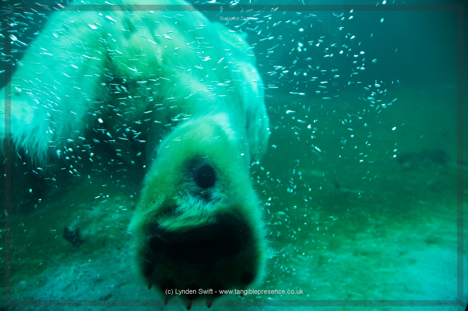  Budapest Zoo | Tangible Presence | Photography by Lynden Swift 