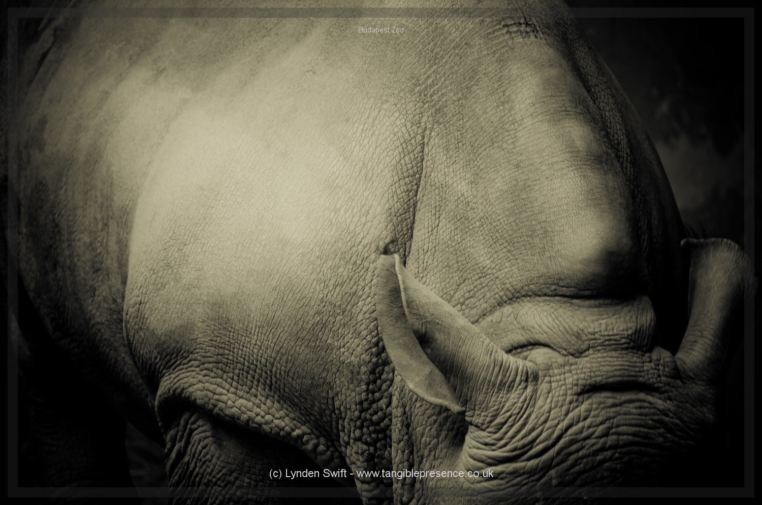 Budapest Zoo | Tangible Presence | Photography by Lynden Swift 