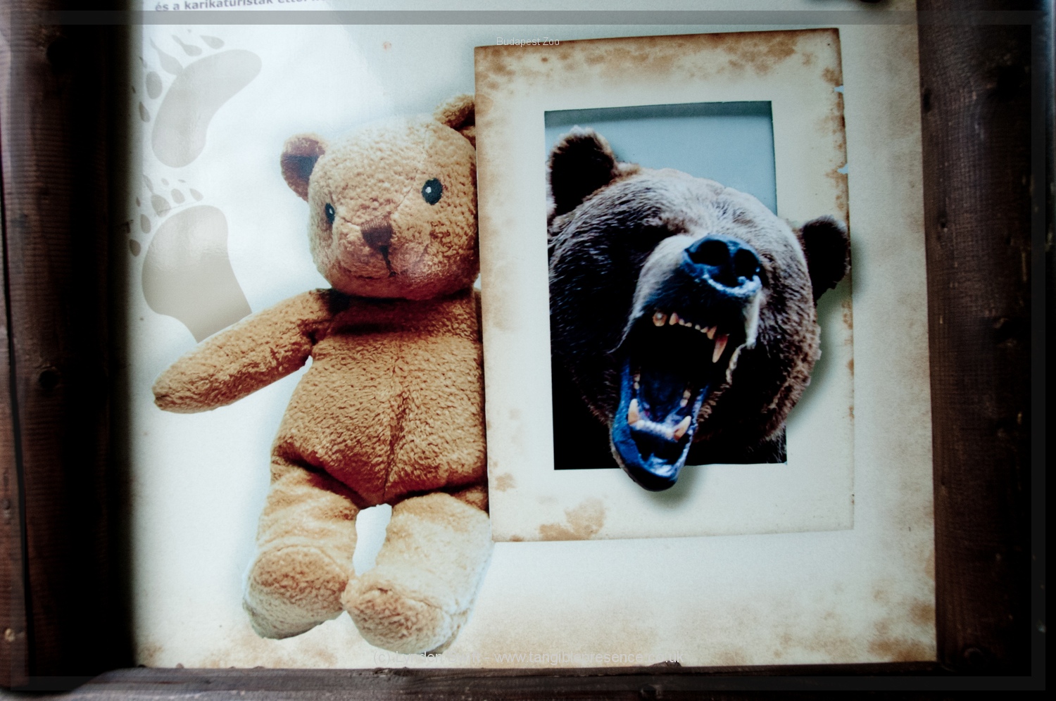  Budapest Zoo | Tangible Presence | Photography by Lynden Swift 