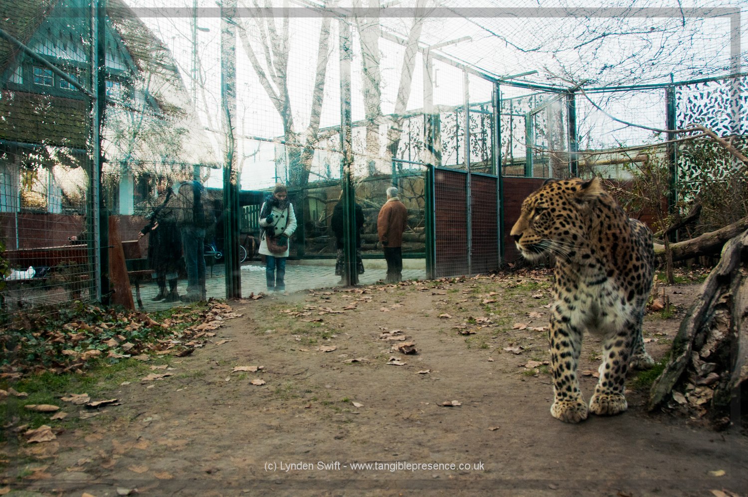  Budapest Zoo | Tangible Presence | Photography by Lynden Swift 