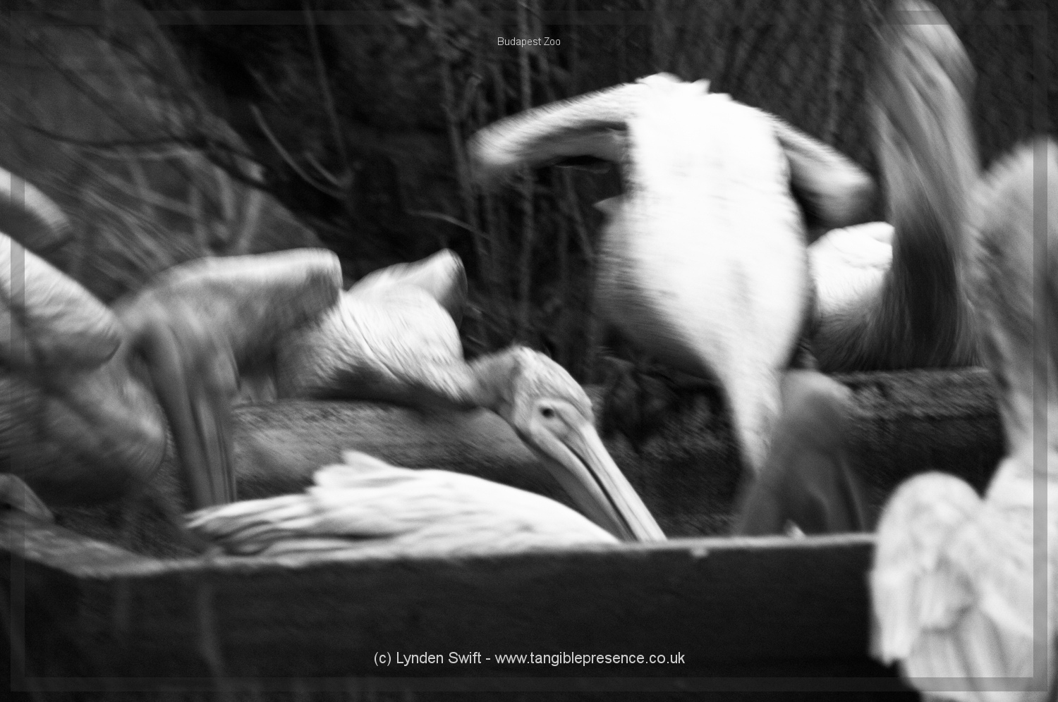  Budapest Zoo | Tangible Presence | Photography by Lynden Swift 