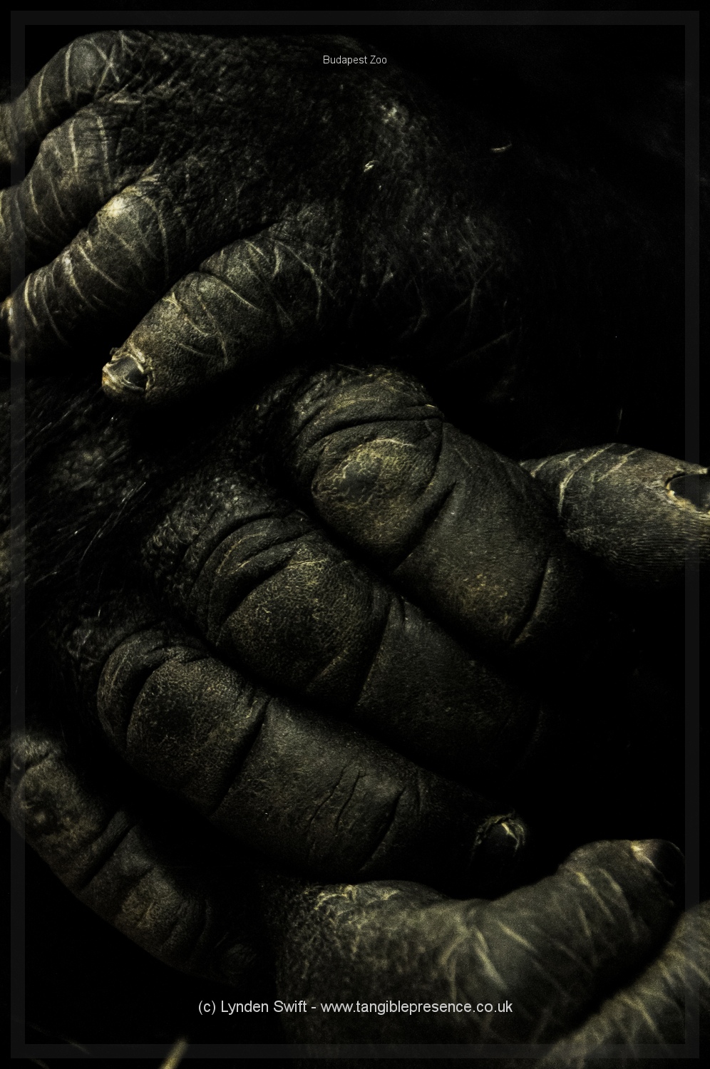  Hands. Budapest Zoo | Tangible Presence | Photography by Lynden Swift 