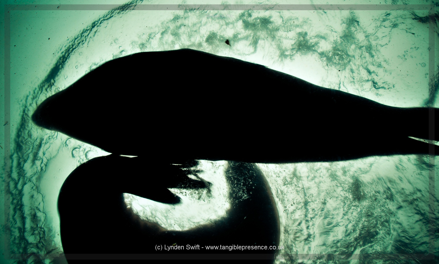  Budapest Zoo | Tangible Presence | Photography by Lynden Swift 