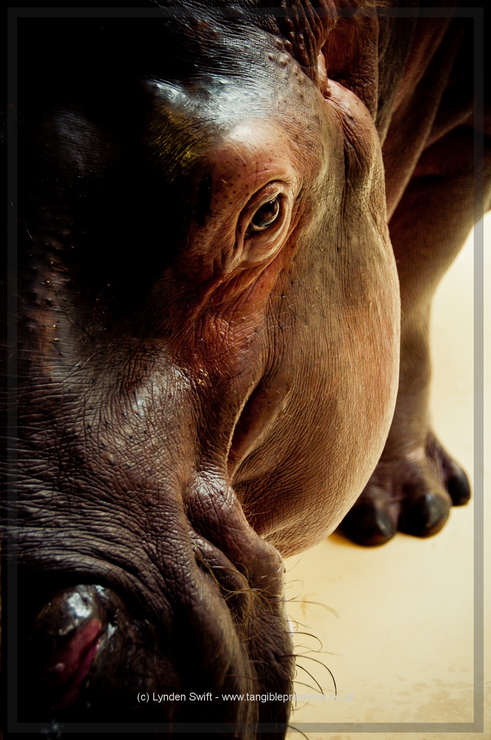  Budapest Zoo | Tangible Presence | Photography by Lynden Swift 