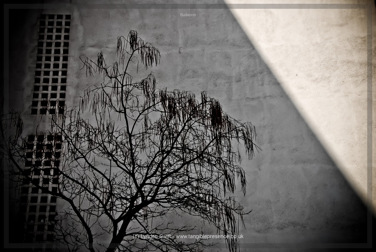  Tree below the Transformer Building, Budapest, Hungary | Tangible Presence | Photography by Lynden Swift 