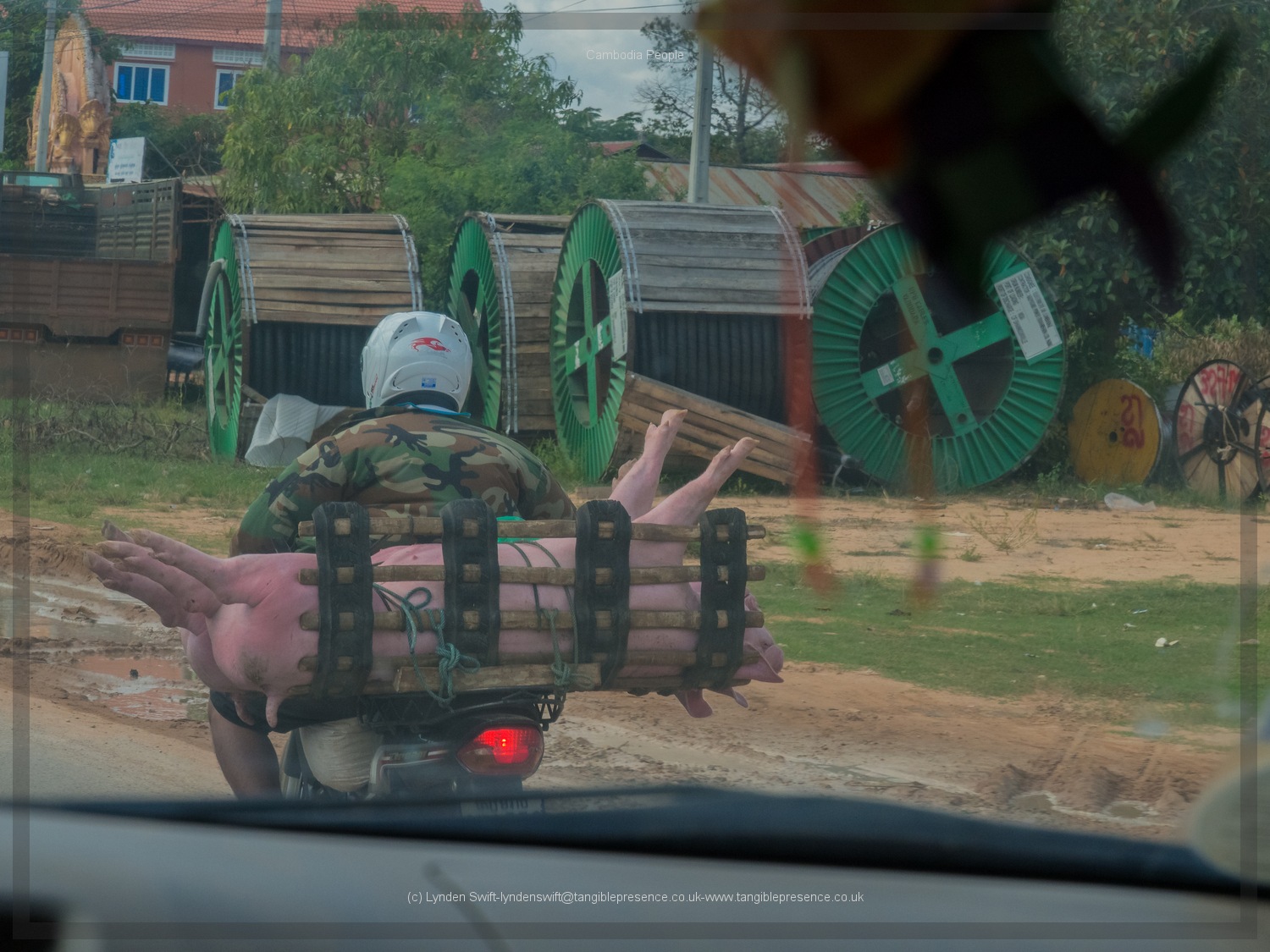  Pigs to the Market. Cambodia. Lynden Swift. Tangible Presence Photography. 