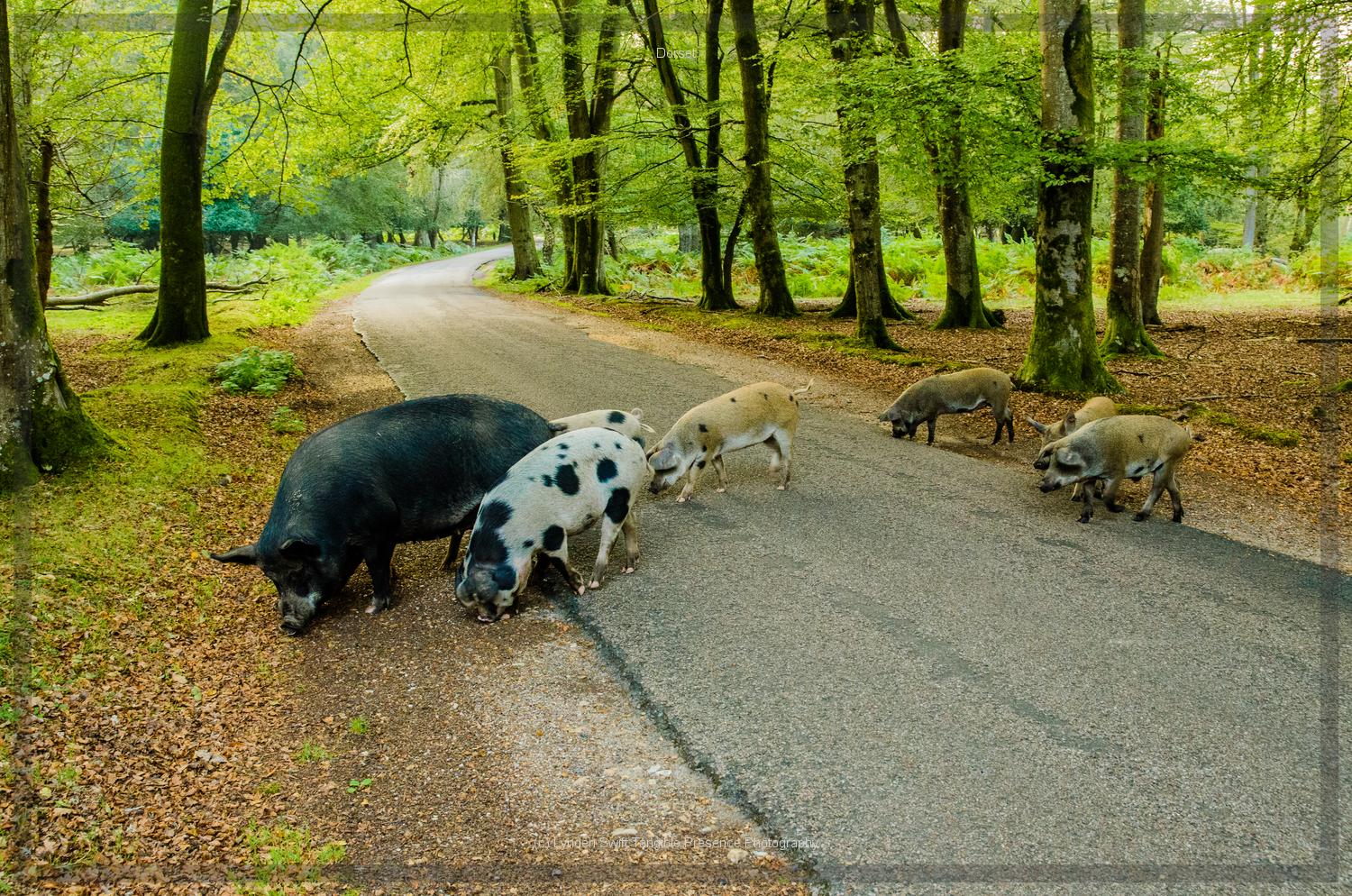  New Forest pigs snuffling for acorns | Tangible Presence | Photography by Lynden Swift 