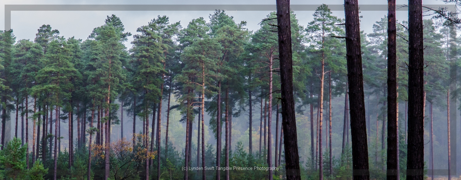  New Forest trees in the rain | Tangible Presence | Photography by Lynden Swift 