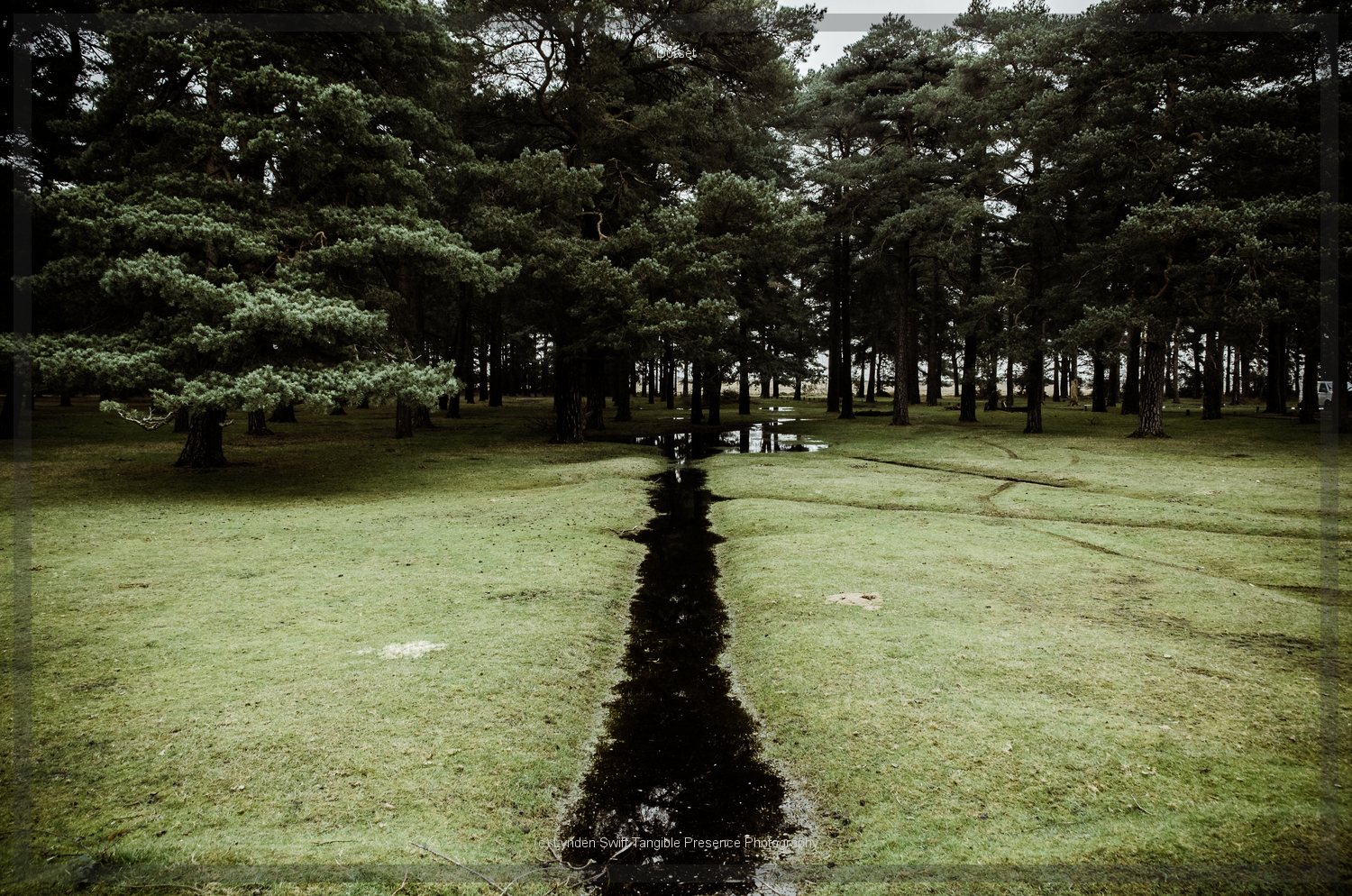  Straight line water ditch. New Forest. | Tangible Presence | Photography by Lynden Swift 