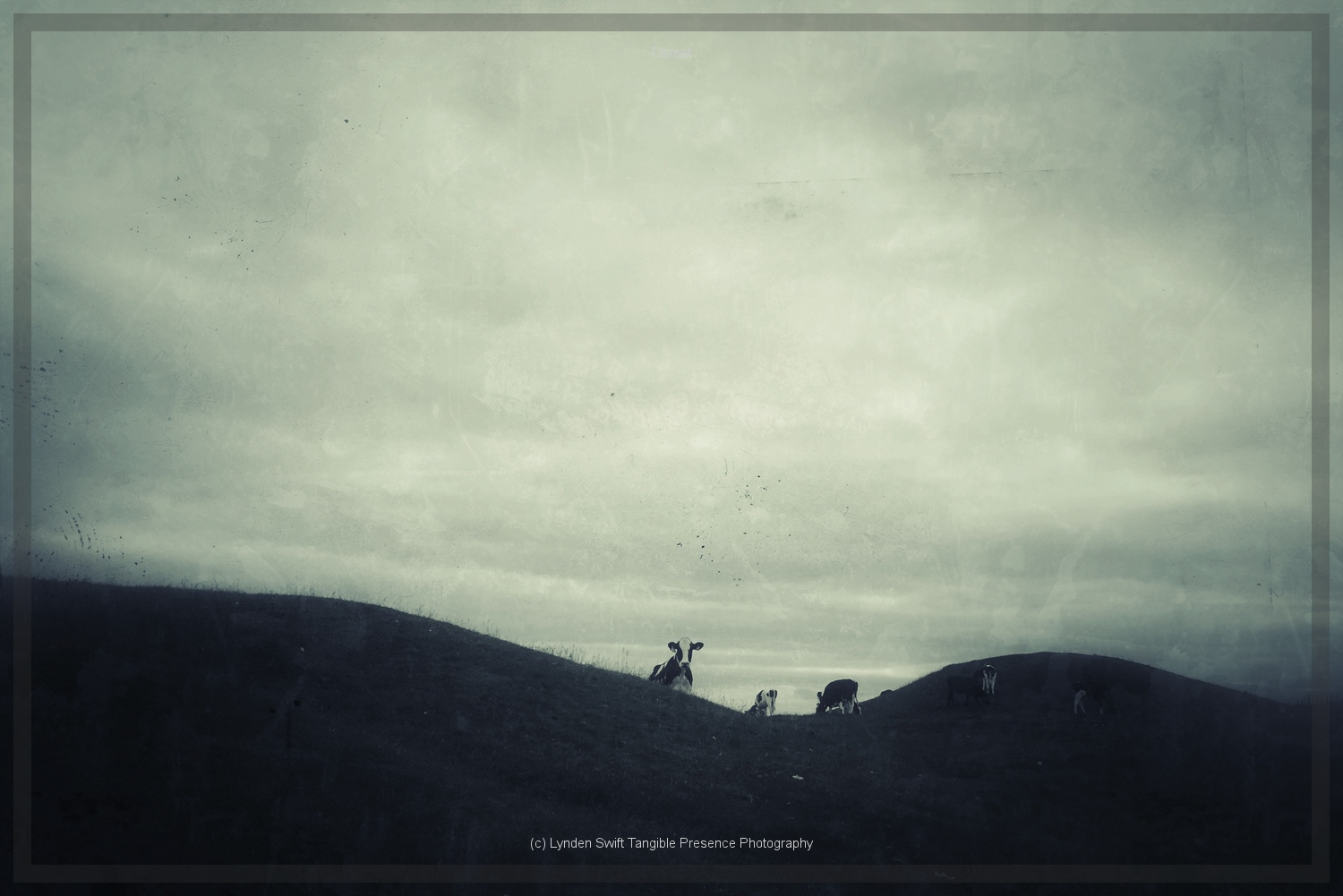  Cows on Bincobe Bumps | Tangible Presence | Photography by Lynden Swift 