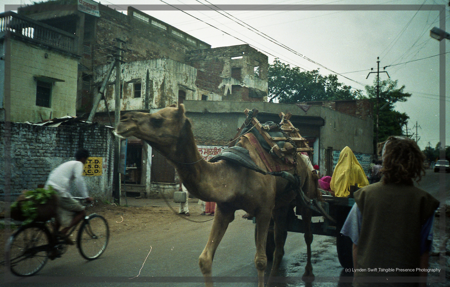  Camel in Rajasthan 