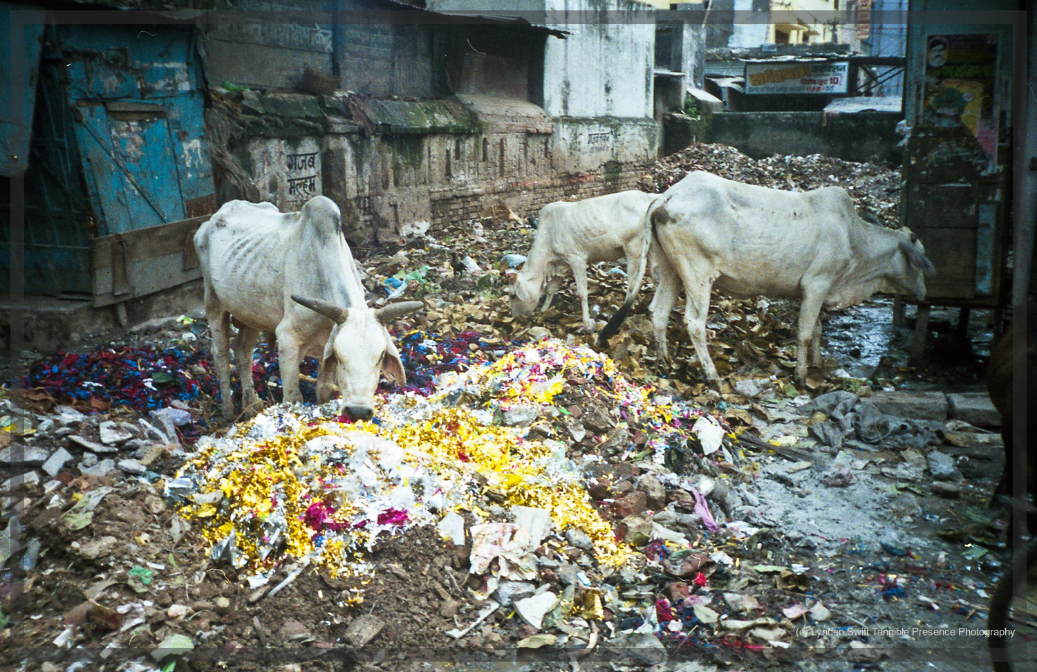  Tinsel eating cows. Even back in the '90's the plastic pollition was depressing.  