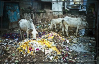  Tinsel eating cows. Even back in the '90's the plastic pollition was depressing.  