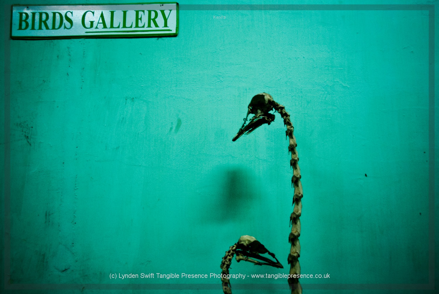  Birds. Trivandrum museum of natural history. 