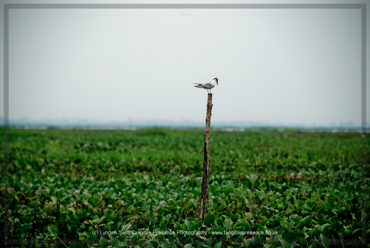  Kumarakom bird reserve. Worth the effort to get and stay there. Take an early morning boat trip.  