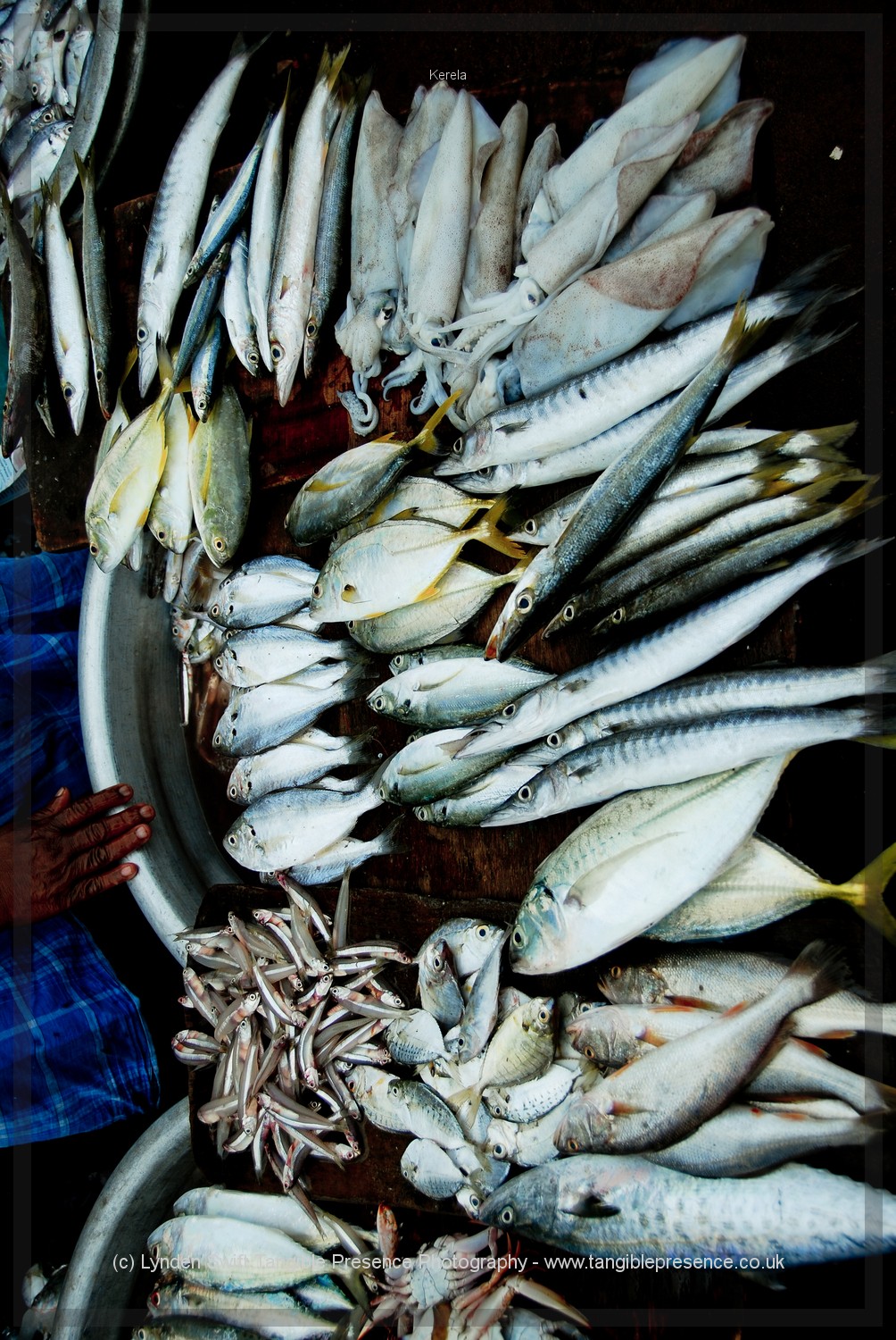  Cochin fish market 
