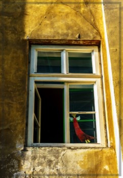  Window Angel 