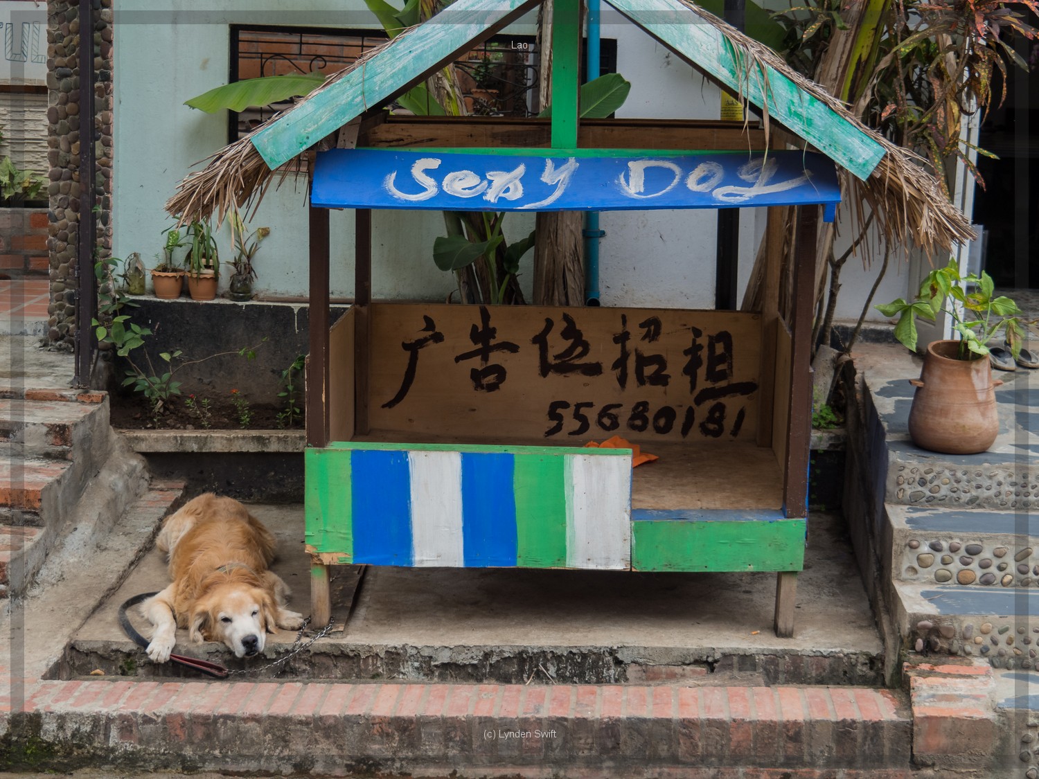  Sexy Dog. Lao. Lynden Swift. Tangible Presence Photography. 
