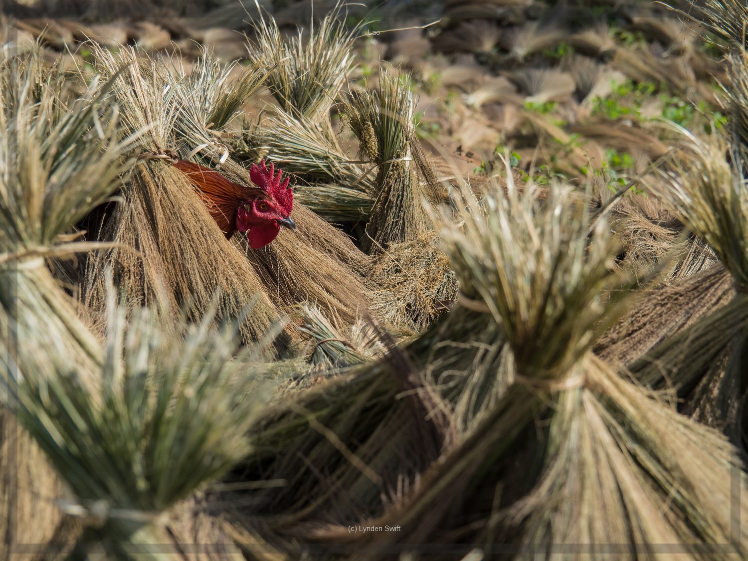  Chicken in brooms to be, Nong Khiaw, Lao. Lynden Swift. Tangible Presence Photography. 