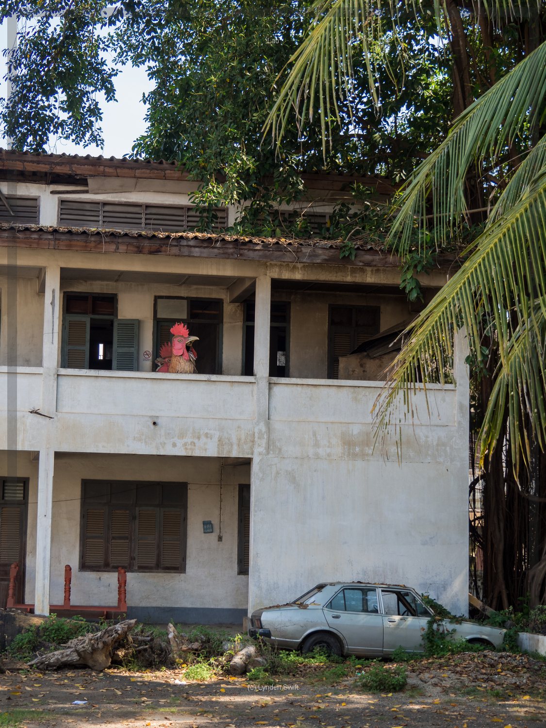  Chicken. Luang Prabang, Lao. Lynden Swift. Tangible Presence Photography. 