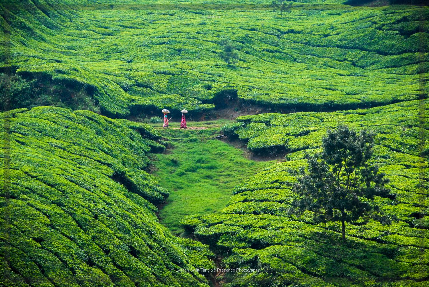  Tea Pickers | Tangible Presence | Photography by Lynden Swift 