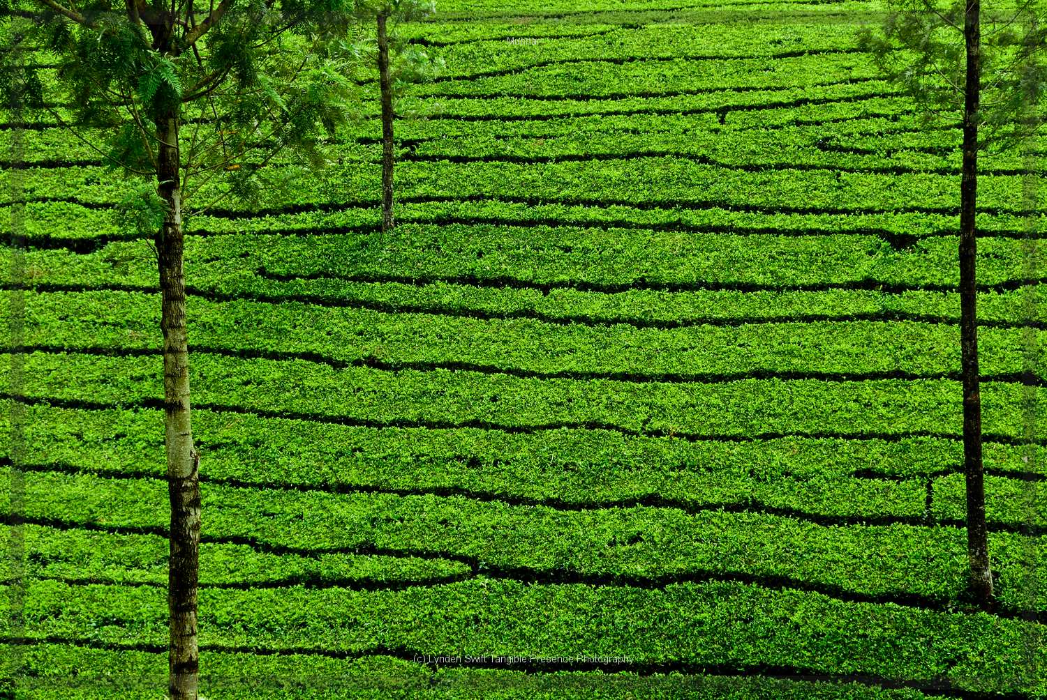  Trees for shade | Tangible Presence | Photography by Lynden Swift 