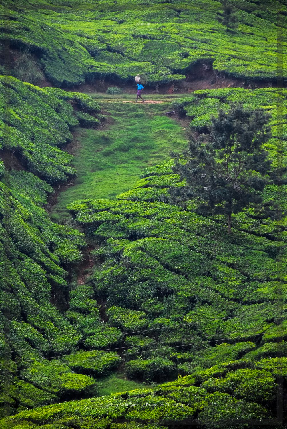  Lone Tea Picker | Tangible Presence | Photography by Lynden Swift 