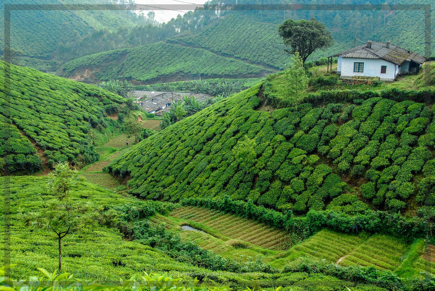  Tea Picker Allotments | Tangible Presence | Photography by Lynden Swift 