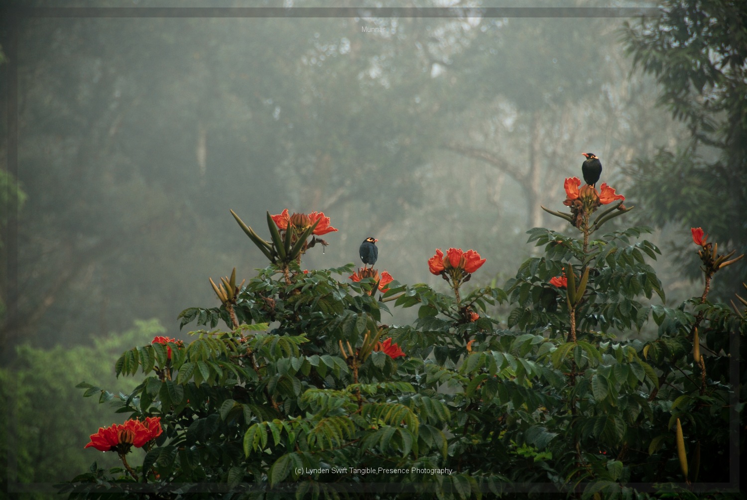  Himalayan Mynnars | Tangible Presence | Photography by Lynden Swift 