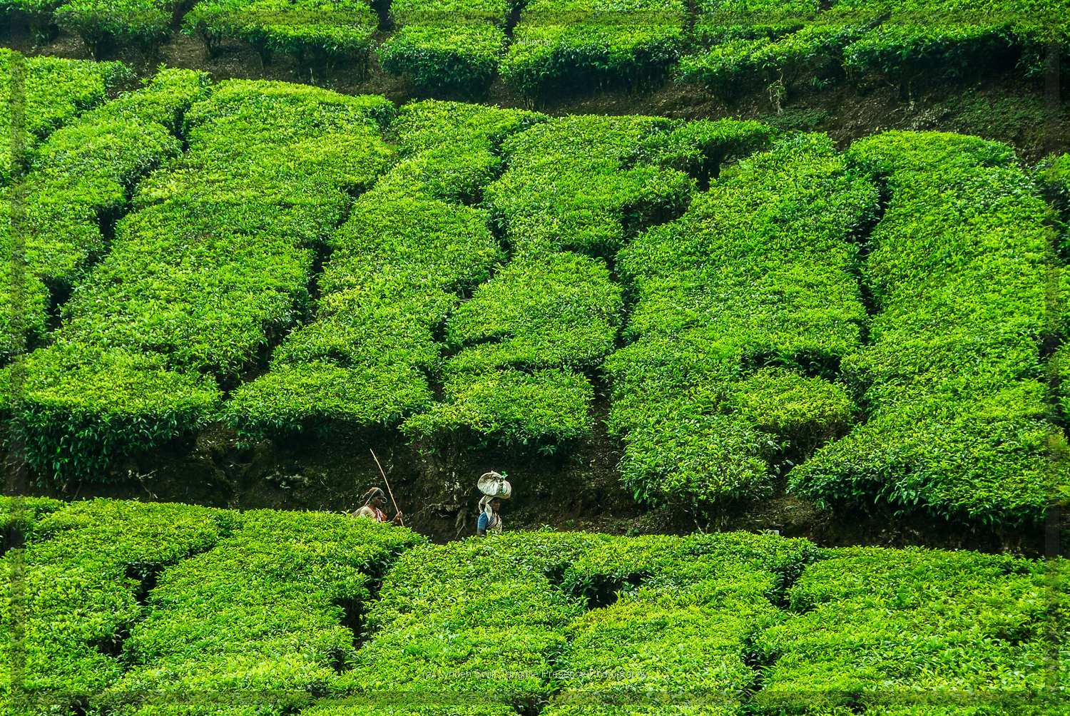  Tea Picker | Tangible Presence | Photography by Lynden Swift 