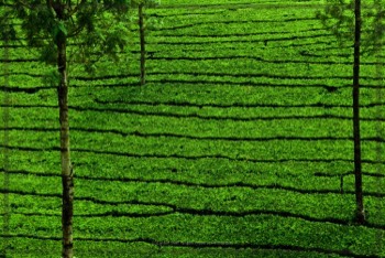  Trees for shade | Tangible Presence | Photography by Lynden Swift 