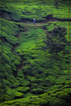  Lone Tea Picker | Tangible Presence | Photography by Lynden Swift 