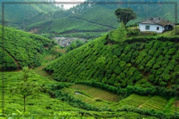  Tea Picker Allotments | Tangible Presence | Photography by Lynden Swift 