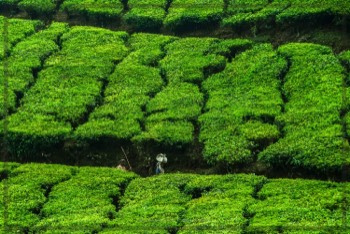  Tea Picker | Tangible Presence | Photography by Lynden Swift 