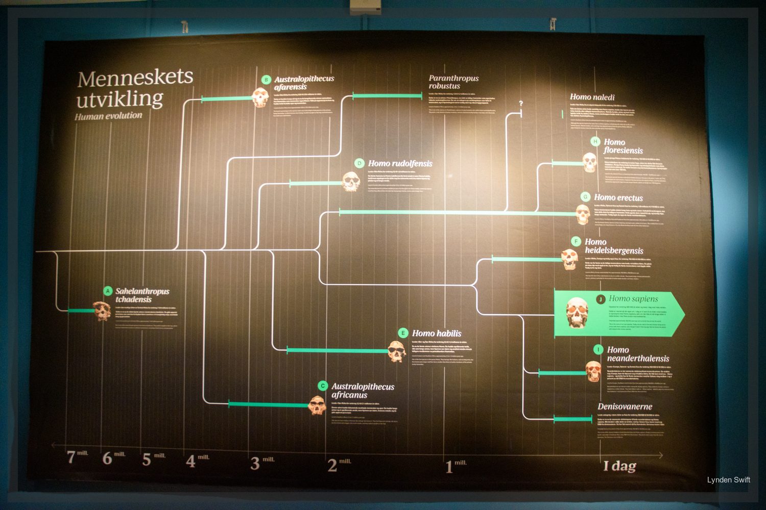  University Museum. Our family tree. Fascinating.  