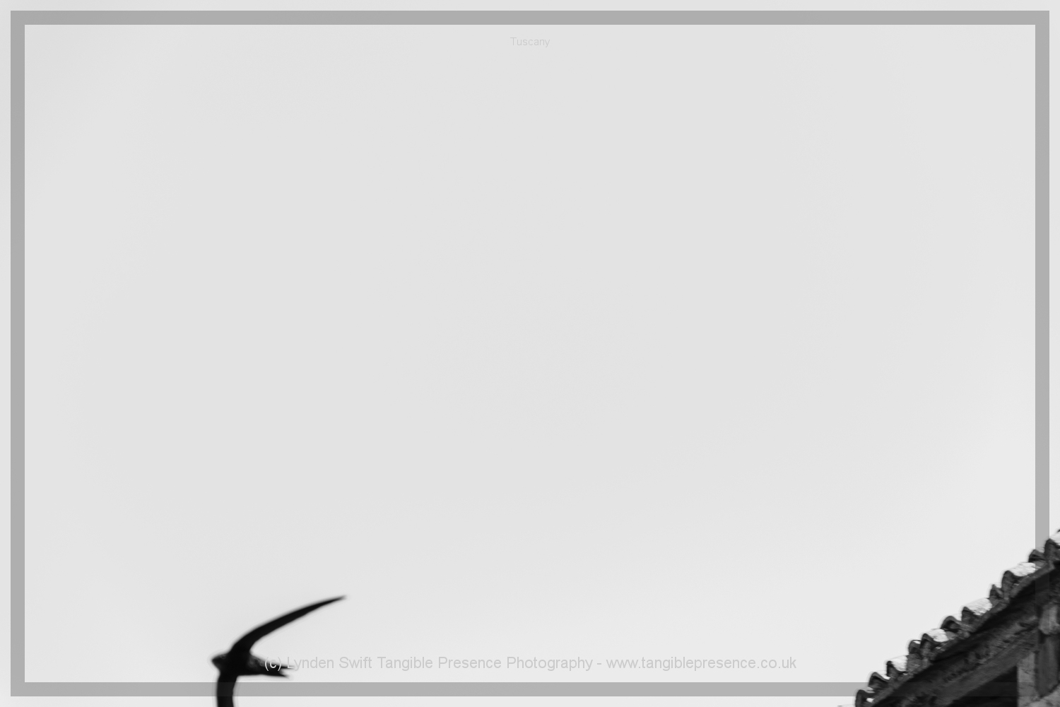  Swift. Lynden Swift. Tangible Presence Photography. 