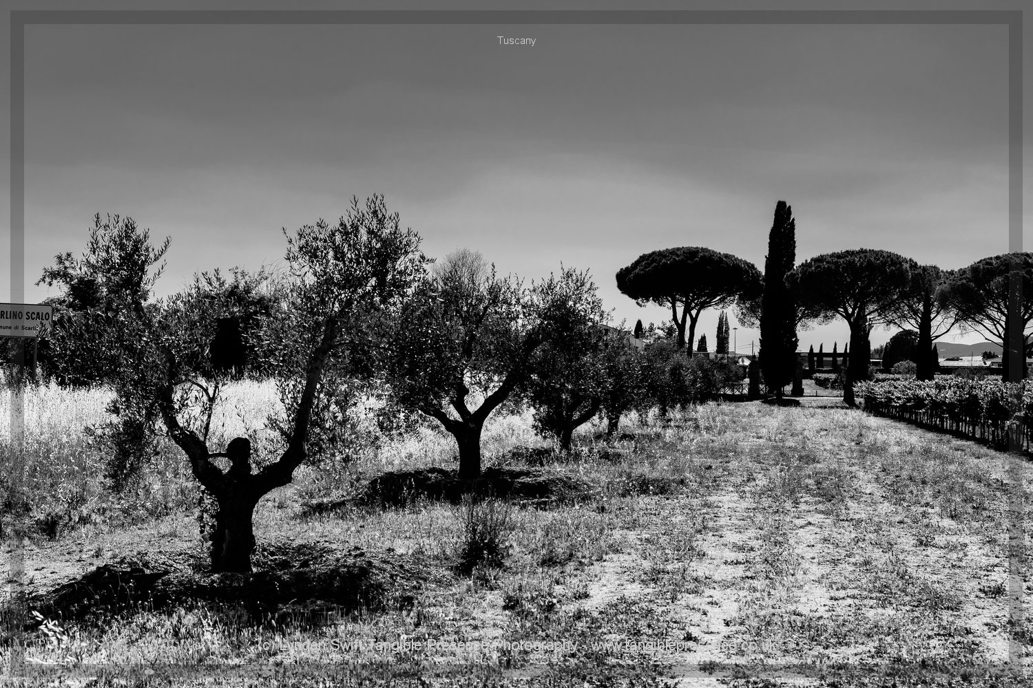  Olive row. Lynden Swift. Tangible Presence Photography. 