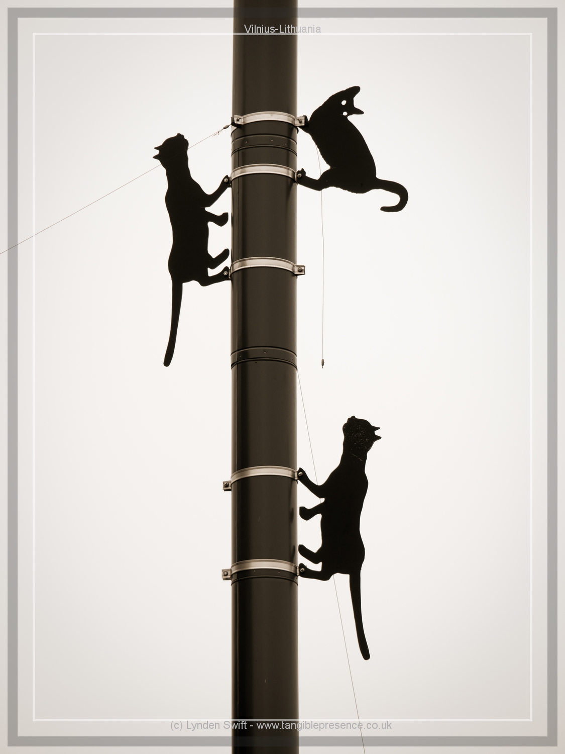  Cat Sculpture | Lynden Swift Tangible Presence Photography. 