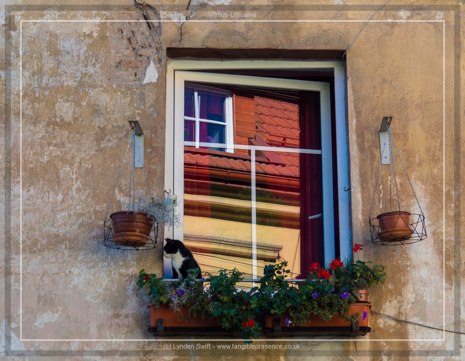  Window cat | Lynden Swift Tangible Presence Photography. 
