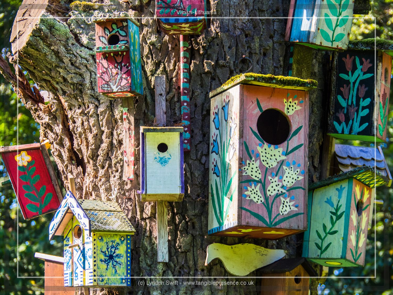  Tree covered in painted next boxes  | Lynden Swift Tangible Presence Photography. 