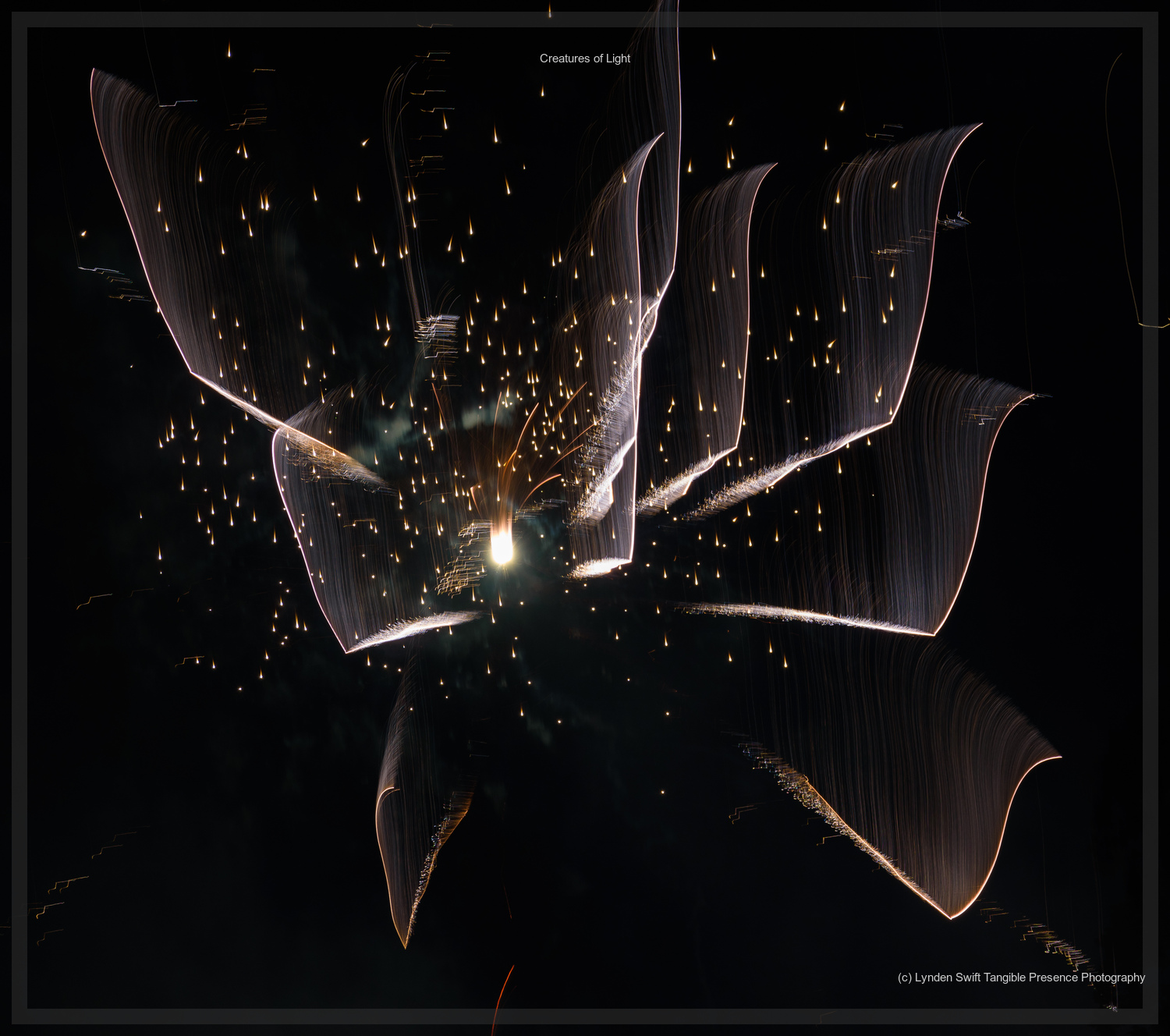  Creatures of Light. Lynden Swift. Tangible Presence Photography.  